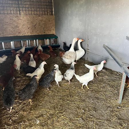 Agriturismo A Casa Di Susanna Santo Stefano del Sole Dış mekan fotoğraf