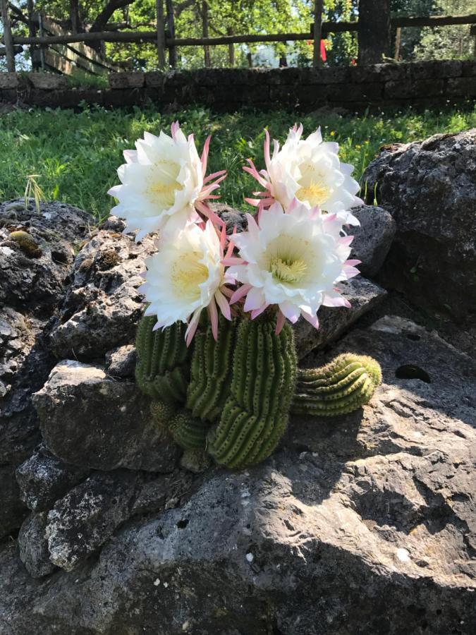Agriturismo A Casa Di Susanna Santo Stefano del Sole Dış mekan fotoğraf